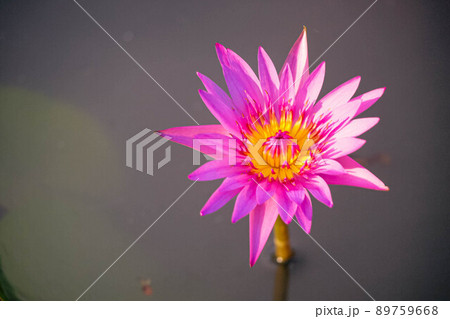 Close up Natural beautiful pink purple lotus flowers have yellow color in the middle abstract nature background Close up Natural beautiful pink purple lotus flowers have yellow color in the middle abstract nature background 89759668
