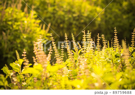 Nature backdrop. Beautiful Meadow with wild flowers. summer country landscape with meadow and sunbeam, Beautiful summer outdoor Nature backdrop. Beautiful Meadow with wild flowers. summer country landscape with meadow and sunbeam, Beautiful summer outdoor 89759688