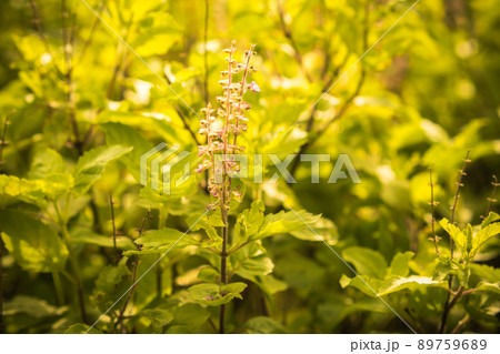 Nature backdrop. Beautiful Meadow with wild flowers. summer country landscape with meadow and sunbeam, Beautiful summer outdoor Nature backdrop. Beautiful Meadow with wild flowers. summer country landscape with meadow and sunbeam, Beautiful summer outdoor 89759689