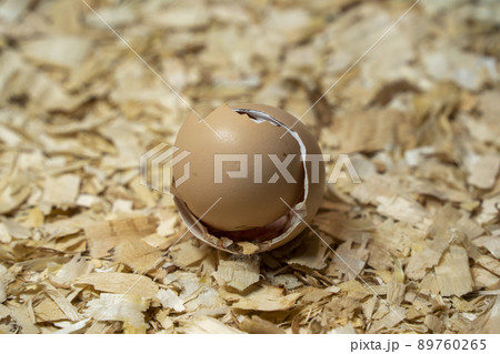 detail of Just opened egg newborn baby chicken detail of Just opened egg newborn baby chicken 89760265