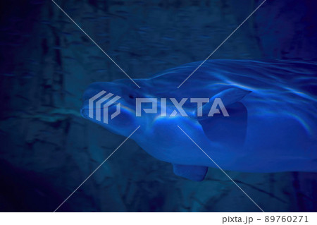 Beluga dolphin underwater close up portrait looking at you 89760271