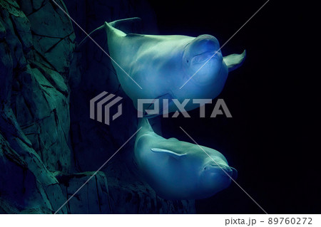 Beluga dolphin underwater close up portrait looking at you Beluga dolphin underwater close up portrait looking at you 89760272