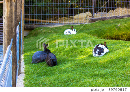Cute bunnies in a pen. Black and white rabbits lying on green lawn by a pond at spring, summer sunny day. Well-fed rabbits in a meadow. Easter holiday concept. Animals outdoor on domestic farm, in zoo Cute bunnies in a pen. Black and white rabbits lying on green lawn by a pond at spring, summer sunny day. Well-fed rabbits in a meadow. Easter holiday concept. Animals outdoor on domestic farm, in zoo 89760617