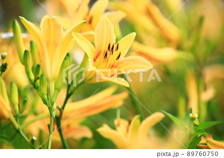 ニッコウキスゲ キスゲ デイリリー 89760750