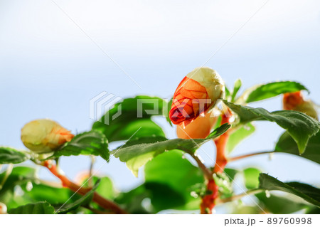 Red impatiens flowers close up. Colorful buds in garden. Green flowering home plant 89760998