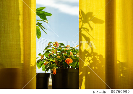 Growing houseplants in pots. Window with yellow curtains and flowers in sun. 89760999