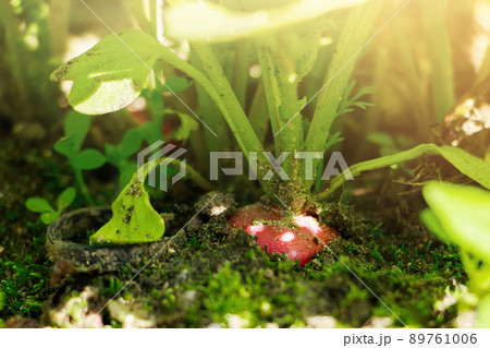 Ripe radish in ground. Growing vegetables in garden. Harvesting. Ripe radish in ground. Growing vegetables in garden. Harvesting. 89761006