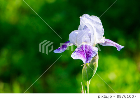 Purple flowers irises in garden. Striped petal violet bearded iris or barbata. 89761007
