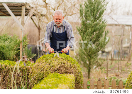 elderly man cuts bushes in the garden with large pruner. elderly man cuts bushes in the garden with large pruner. 89761496