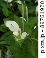 ハンゲショウの花穂と白い葉っぱ・2021年6月　 89761920