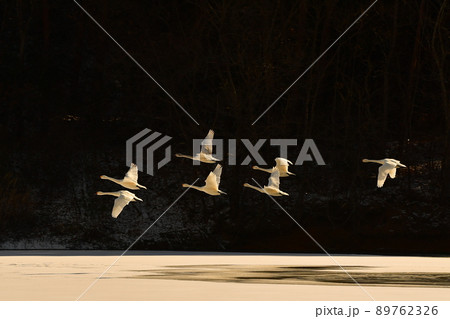 大池の白鳥 89762326