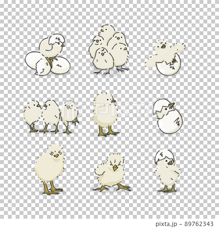 Cute chick (illustration icon) 89762343
