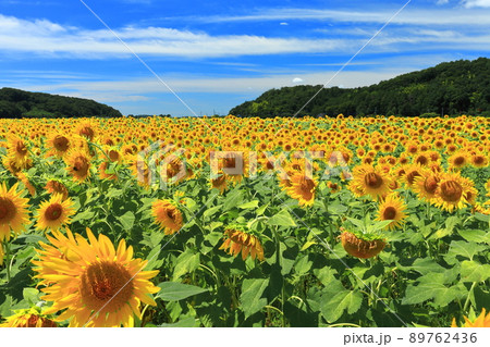 【栃木県】晴天下のひまわり祭り（益子町） 89762436