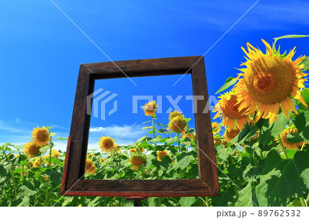 【栃木県】晴天下のひまわり祭り(益子町) 【栃木県】晴天下のひまわり祭り(益子町) 89762532