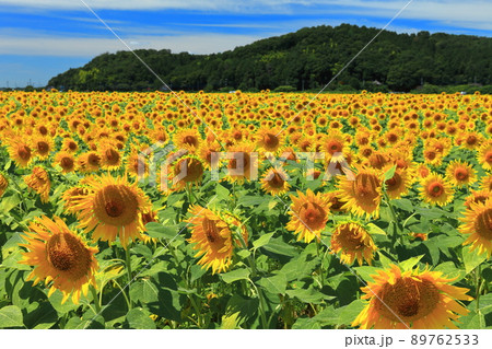 【栃木県】晴天下のひまわり祭り(益子町) 【栃木県】晴天下のひまわり祭り(益子町) 89762533