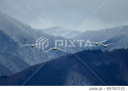 猪苗代湖の白鳥 猪苗代湖の白鳥 89762535