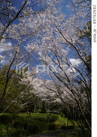 満濃の桜2 89762682