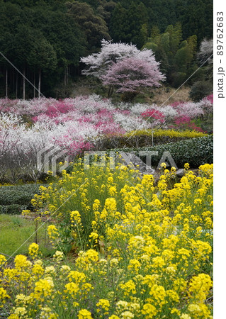 菜の花と花桃 89762683