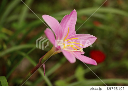 サフランモドキのピンクの花が可愛らしい 89763105