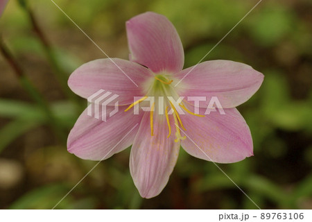 サフランモドキのピンクの花が可愛らしい 89763106