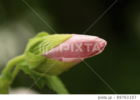 サフランモドキのピンクの花が可愛らしい 89763107