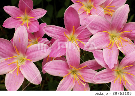 サフランモドキのピンクの花が可愛らしい 89763109