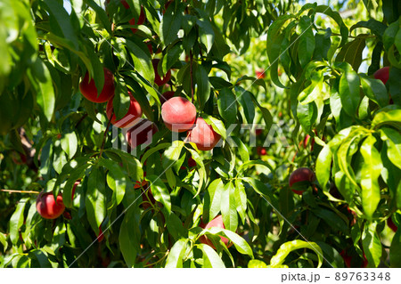 Peaches on tree in orchard 89763348
