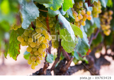 Ripe green grapes hanging in fruit garden 89763419