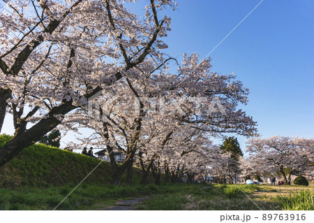 210410宮川緑地公園桜z020 89763916