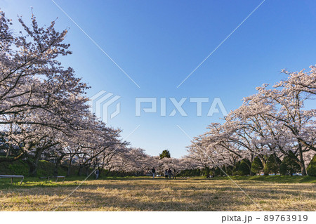 210410宮川緑地公園桜z010 210410宮川緑地公園桜z010 89763919
