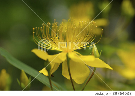 ビヨウヤナギ(未央柳,美容柳)の長い蕊を持つ黄金の花が風に揺れて優雅 ビヨウヤナギ(未央柳,美容柳)の長い蕊を持つ黄金の花が風に揺れて優雅 89764038