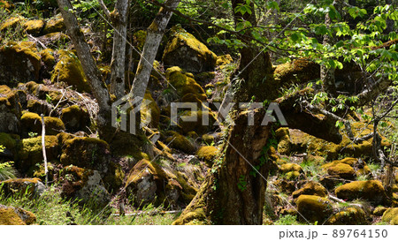 竹田城址を展望する立雲峡、苔の巨岩と桜の大木 竹田城址を展望する立雲峡、苔の巨岩と桜の大木 89764150