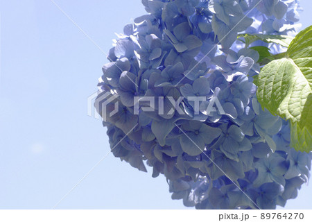 水色のアジサイ(紫陽花)の花が清々しい 水色のアジサイ(紫陽花)の花が清々しい 89764270