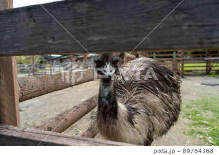 エミュー エミュー 89764368