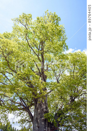大樹と青空 イタヤカエデの新緑 大樹と青空 イタヤカエデの新緑 89764405