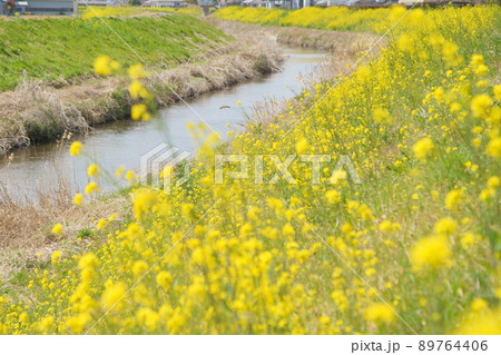 桜　菜の花　石田川 89764406