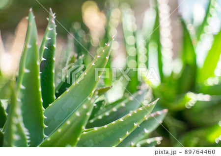 アロエ　イメージ 89764460
