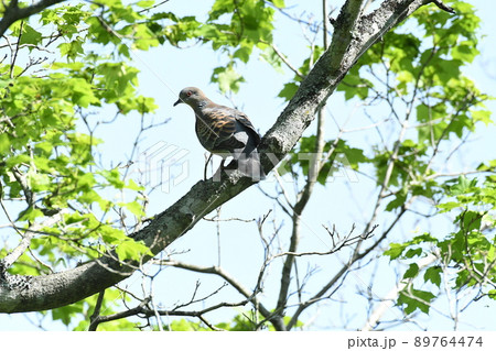 不意に森の奥から現れたキジバト。 89764474