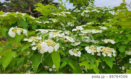 カンボク 春の花 五月 89764506