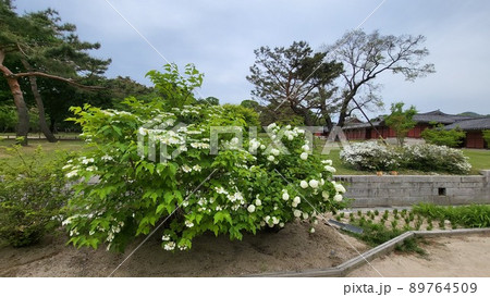 カンボク 春の花 五月 89764509