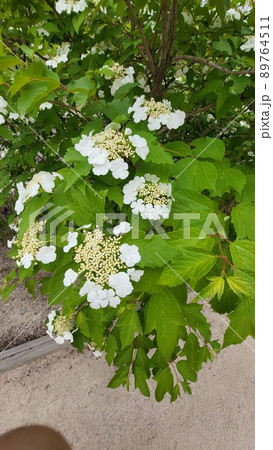カンボク 春の花 五月 89764511