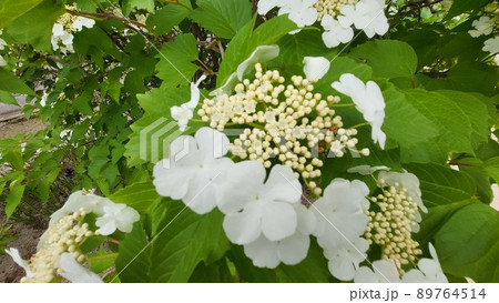 カンボク 春の花 五月 89764514