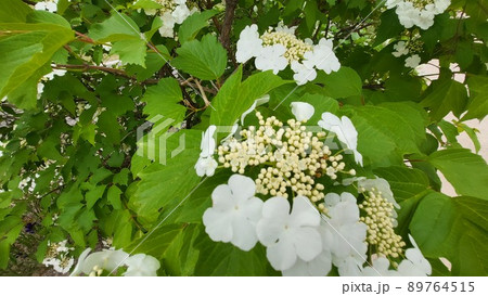 カンボク 春の花 五月 89764515