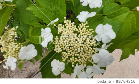 カンボク 春の花 五月 89764516