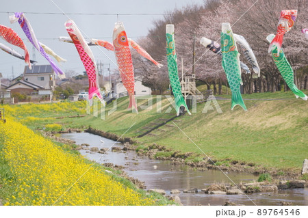 桜　菜の花　鯉のぼり 89764546