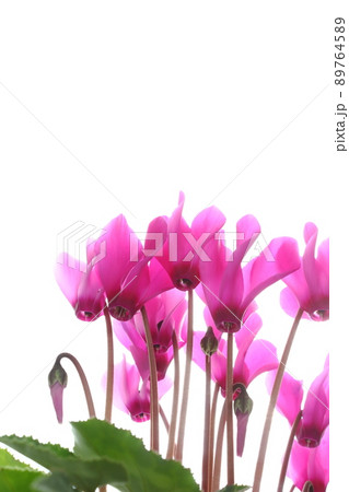 ピンク色のシクラメン 【クローズアップ】 【白背景】 89764589