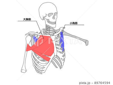 人間の骨格と大胸筋と小胸筋(色分け、日本語名称) 人間の骨格と大胸筋と小胸筋(色分け、日本語名称) 89764594