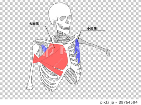 人間の骨格と大胸筋と小胸筋(色分け、日本語名称) 人間の骨格と大胸筋と小胸筋(色分け、日本語名称) 89764594