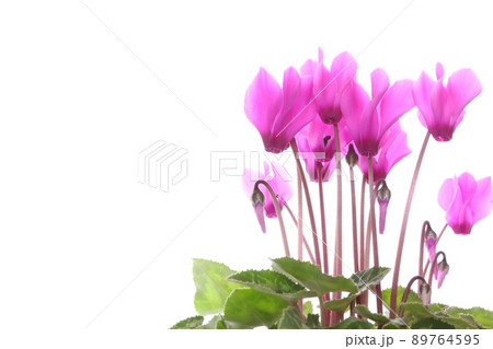 ピンク色のシクラメン 【クローズアップ】 【白背景】 ピンク色のシクラメン 【クローズアップ】 【白背景】 89764595