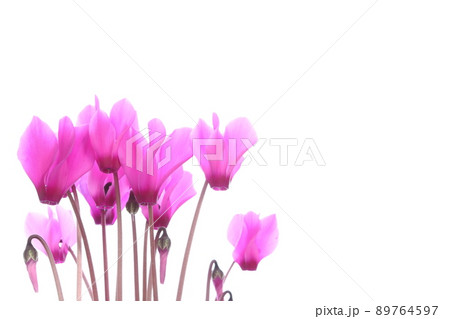 ピンク色のシクラメン 【クローズアップ】 【白背景】 ピンク色のシクラメン 【クローズアップ】 【白背景】 89764597